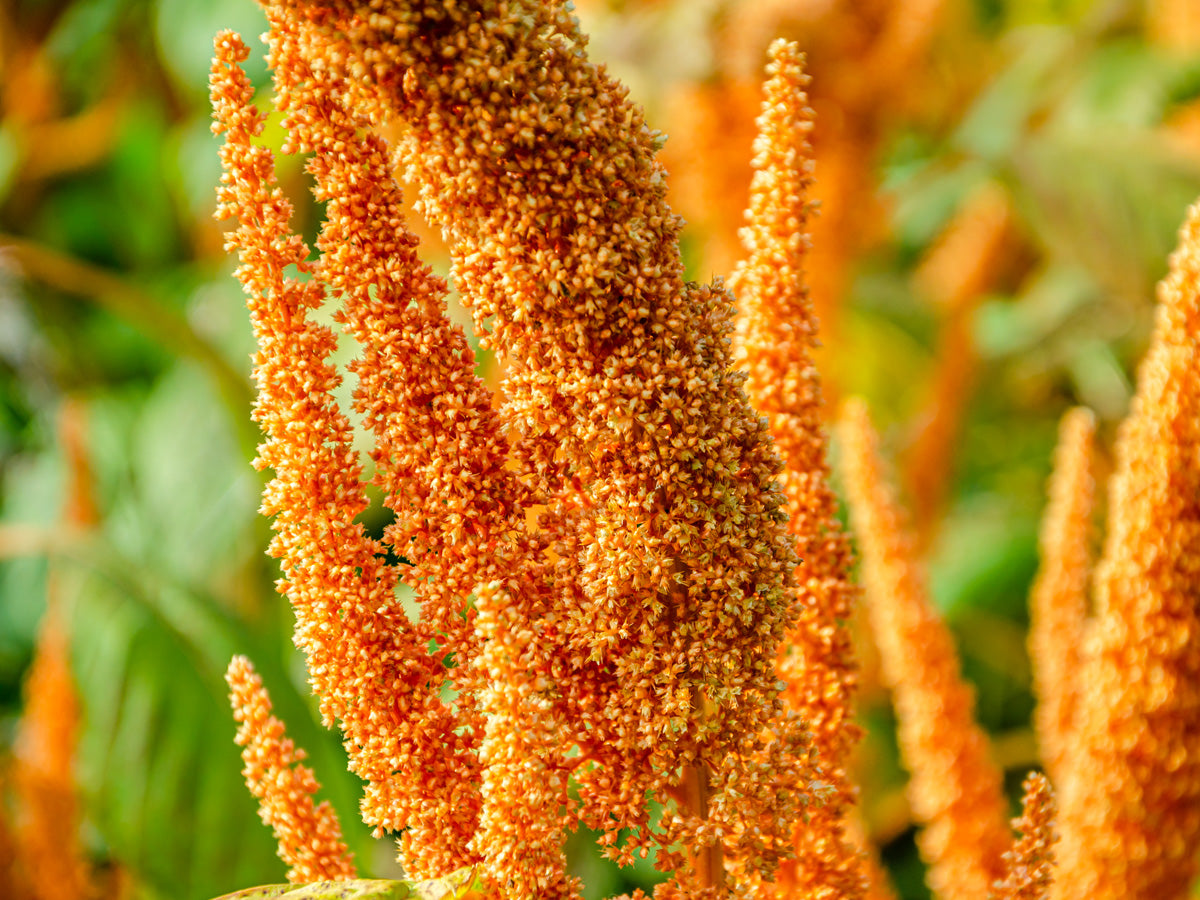 Sorghum