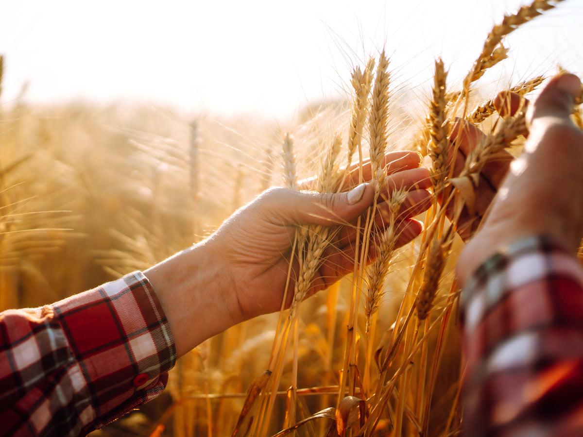 Why is wheat considered “special”?